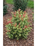 Фотінія зубчаста Пінк Кріспі|Photinia serratifolia ‘Pink Crispy’|Фотиния зубчатая Пинк Криспи 